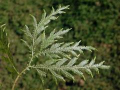 Selaginella flabellata (L.) Spring