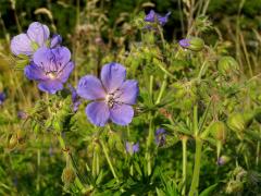 Kakost luční (Geranium pratense L.)