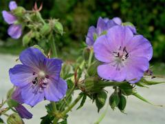 Kakost luční (Geranium pratense L.)