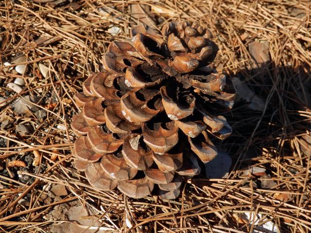 Borovice pinie (Pinus pinea L.)