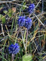 Modřenec hroznatý (Muscari neglectum Guss. ex Ten.)   