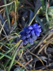 Modřenec hroznatý (Muscari neglectum Guss. ex Ten.)