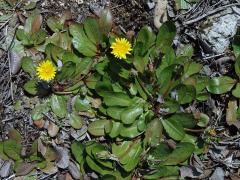 Taraxacum obovatum (Willd.) DC.