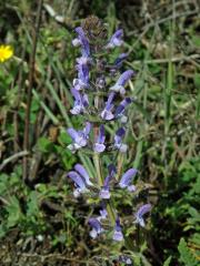 Šalvěj sporýšová (Salvia verbenaca L.)