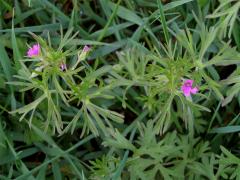 Kakost dlanitosečný (Geranium dissectum L.)