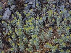 Tařinka (Alyssum simplex Rudolphi)