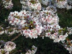 Slivoň kurilská (Prunus kurilensis Miyabe)