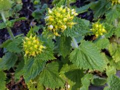 Krtičník zlatožlutý (Scrophularia chrysantha Jaub. & Spach)