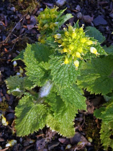 Krtičník zlatožlutý (Scrophularia chrysantha Jaub. & Spach)