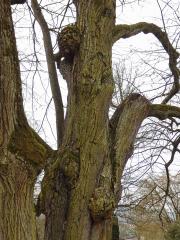 Lípa velkolistá (Tilia platyphyllos Scop.) (28a) s nádorem na kmeni