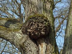 Lípa velkolistá (Tilia platyphyllos Scop.) (28b) s nádorem na kmeni