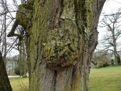 Lípa velkolistá (Tilia platyphyllos Scop.) (28c) s nádorem na kmeni