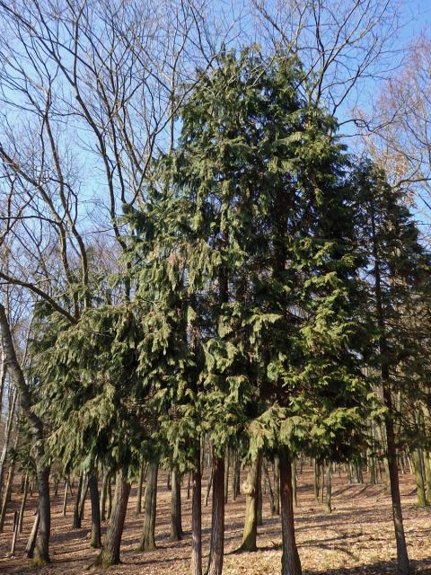 Cypřišek Lawsonův (Chamaecyparis lawsoniana (A. Murr.) Parl.)