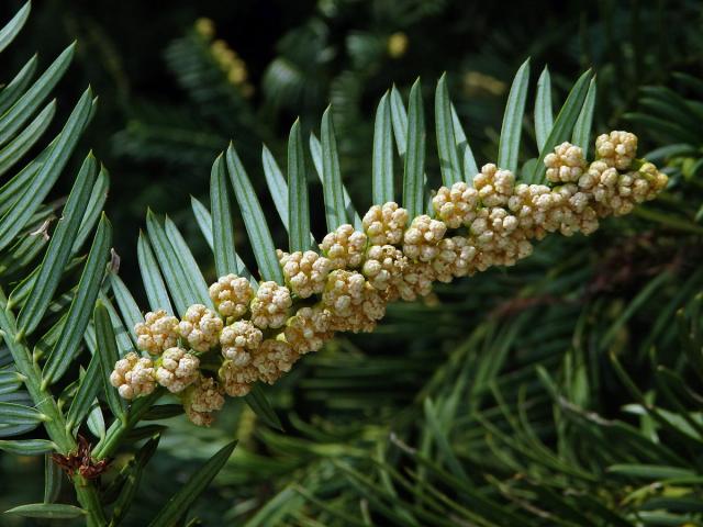 Hlavotis peckovitý (Cephalotaxus harringtonia (Knight ex Forbes) K. Koch)