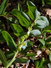 Kokořík vonný (Polygonatum odoratum (Mill.) Druce)