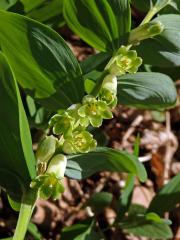 Kokořík vonný (Polygonatum odoratum (Mill.) Druce)