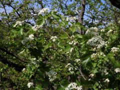 Jeřáb břek (Sorbus torminalis (L.) Crantz)