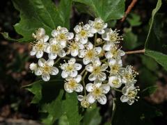 Jeřáb břek (Sorbus torminalis (L.) Crantz)