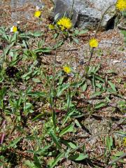 Jestřábník Bauhinův (Hieracium bauhini Schult.)