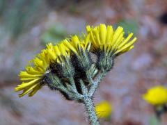 Jestřábník Bauhinův (Hieracium bauhini Schult.)