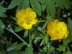 Pryskyřník hajní (Ranunculus nemorosus DC.), vícečetné květy (10)