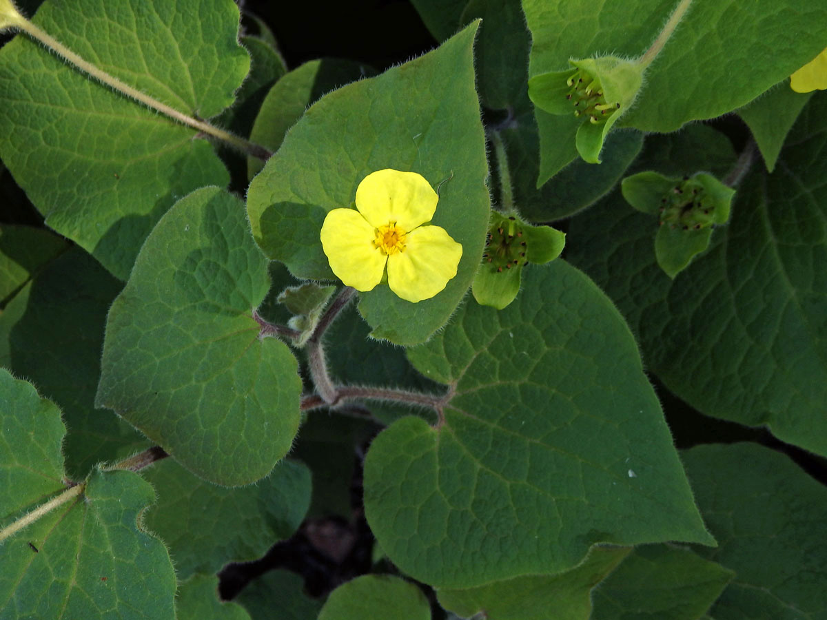 Saruma henryi Oliv.