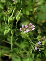 Kakost maličký (Geranium pusillum Burm. fil.)