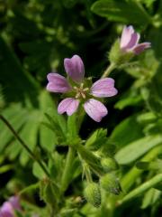 Kakost maličký (Geranium pusillum Burm. fil.)