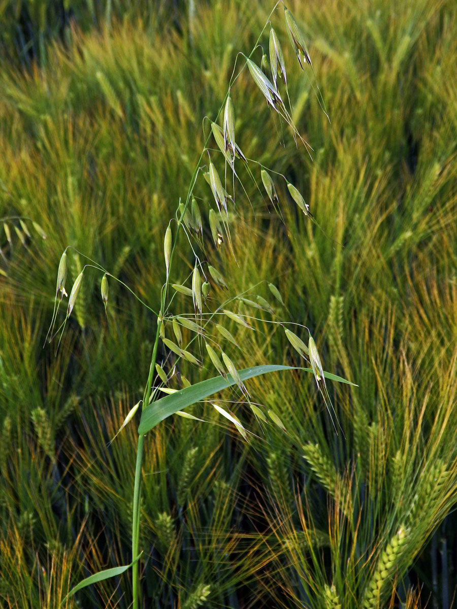 Oves hluchý (Avena fatua L.)