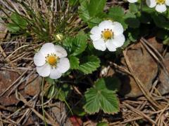 Jahodník obecný (Fragaria vesca L.), šestičetný květ (2a)