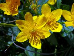 Blatouch bahenní (Caltha palustris L.), šestičetný květ (2)