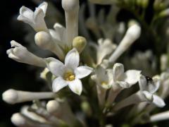 Ptačí zob vejčitolistý (Ligustrum ovalifolium Hassk.), pětičetný květ (1b)