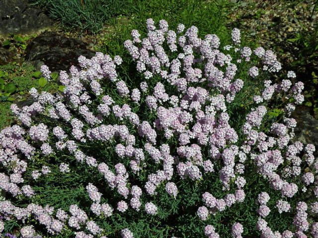 Sivutka velkokvětá (Aethionema grandiflorum Boiss. & Hohen.)