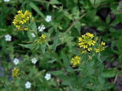 Trýzel malokvětý (Erysimum cheiranthoides L.)