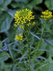 Trýzel malokvětý (Erysimum cheiranthoides L.)