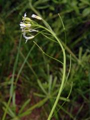 Huseník chudokvětý (Arabis pauciflora (Grimm) Garcke)    