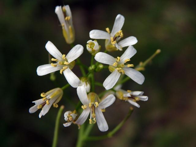 Huseník chudokvětý (Arabis pauciflora (Grimm) Garcke)