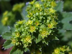 Kontryhel ostrolaločný (Alchemilla vulgaris L.)