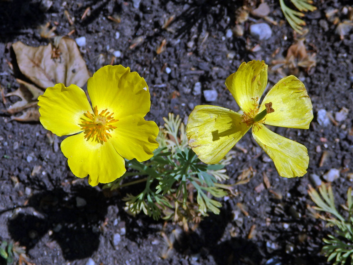 Hunnemannia fumariifolia Sweet