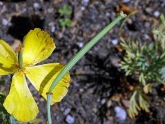 Hunnemannia fumariifolia Sweet