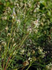 Jitrocel (Plantago sempervirens Crantz)   