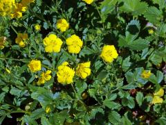 Mochna (Potentilla montenegrina Pant.)