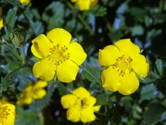 Mochna (Potentilla montenegrina Pant.)