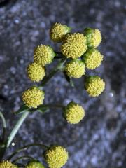 Pelyněk (Artemisia peduncularis M. Bieb.)