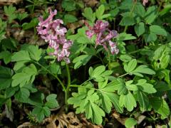 Dymnivka dutá (Corydalis cava (L.) Schweigger et Koerte)