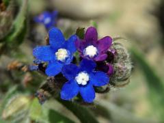 Pilát kapský (Anchusa capensis Thunb.)