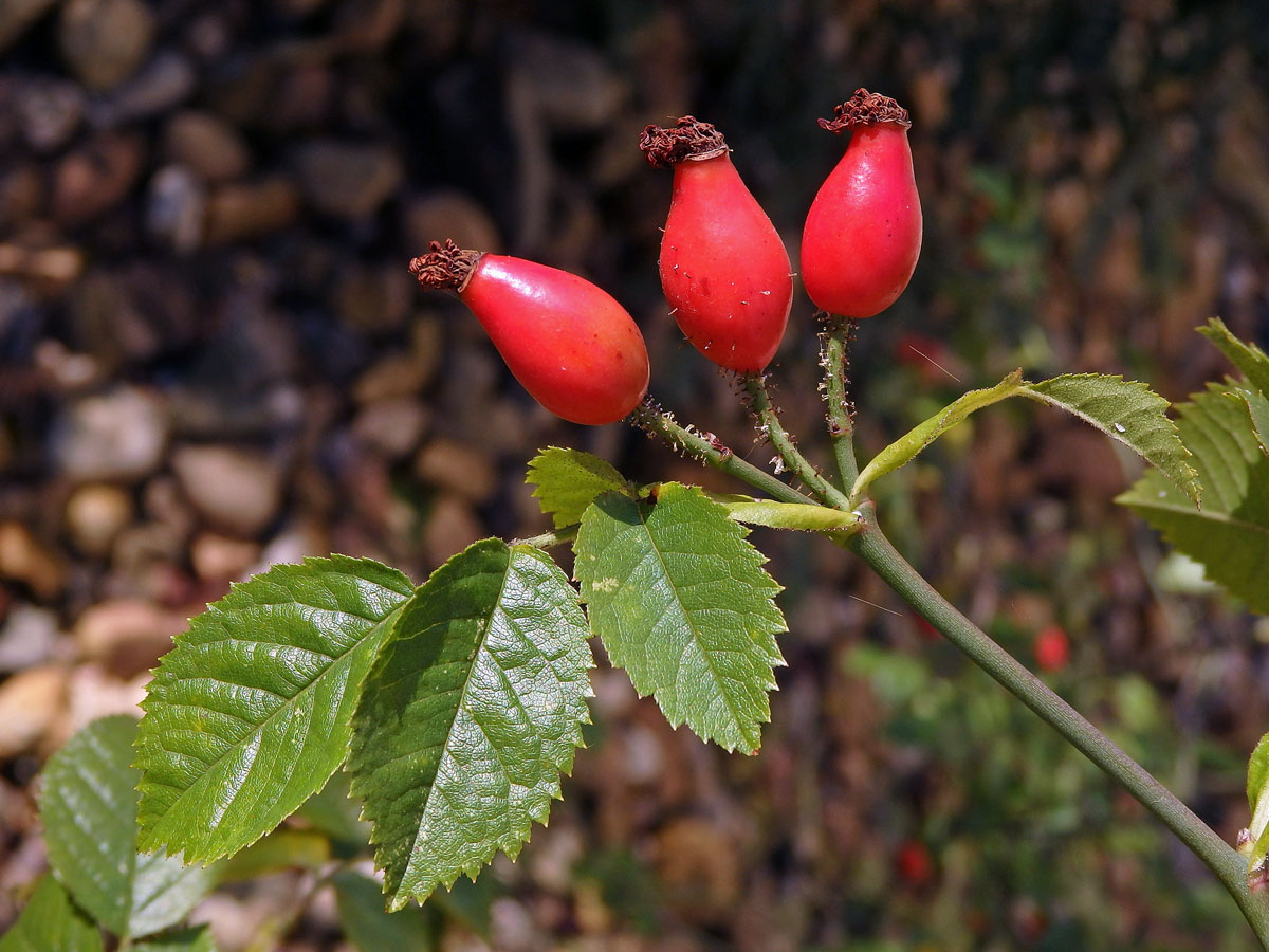 Růže polní (Rosa agrestis Savi)