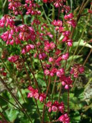 Dlužicha krvavá (Heuchera sanguinea Engelm.)