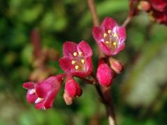 Dlužicha krvavá (Heuchera sanguinea Engelm.)