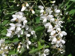 Trnovník akát (Robinia pseudoacacia L.)